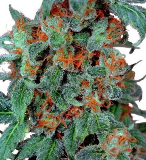 Семена Dutch Passion Seeds Orange Bud (Феминизированные)