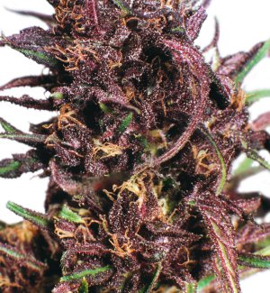 Семена Dutch Passion Seeds Purple #1 (Обычные)