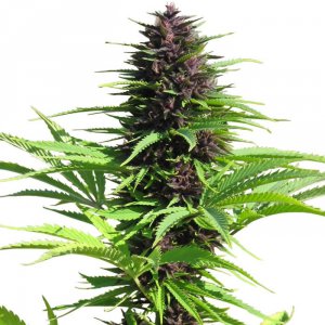 Семена Dutch Passion Seeds Shaman (Обычные)