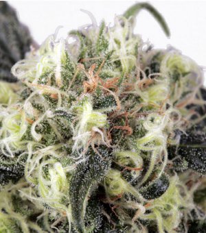 Семена Dutch Passion Seeds Snow Bud (Феминизированные)