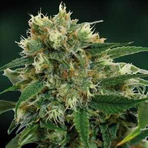 Семена Barney's Farm Seeds Phatt Fruity (Феминизированные)