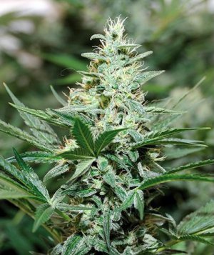Семена Barney's Farm Seeds Red Dragon (Феминизированные)