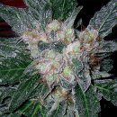 Barney's Farm Seeds Violator Kush (Феминизированные)