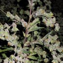 Barney's Farm Seeds Dr. Grinspoon (Феминизированные)