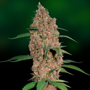 Семена Barney's Farm Seeds Laughing Buddha (Феминизированные)