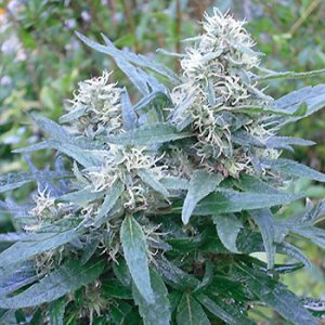 Семена KC Brains BRASIL x K.C. <sup>®</sup> (Обычные)