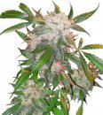 Dutch Passion Seeds White Widow (Обычные)
