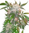 White Widow (Обычные)