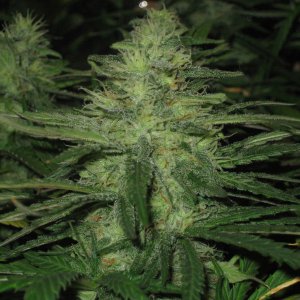 Семена Nirvana Seeds Northern Lights (Обычные)