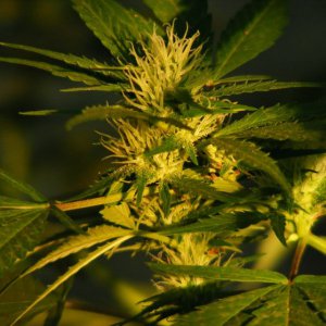 Семена Nirvana Seeds Jock Horror (Обычные)