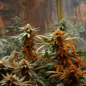 Семена Nirvana Seeds Master Kush (Феминизированные)