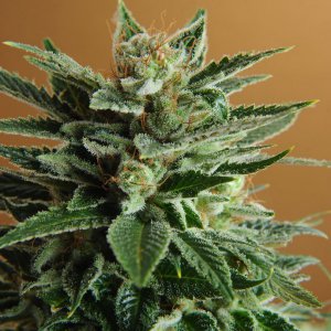 Семена Nirvana Seeds Snow White (Феминизированные)