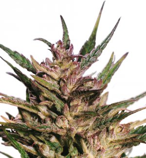 Семена Dutch Passion Seeds Passion #1 (Обычные)