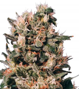 Семена Dutch Passion Seeds Euforia (Обычные)
