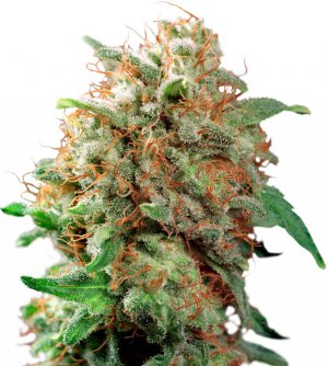 Семена Dutch Passion Seeds Mazar (Феминизированные)