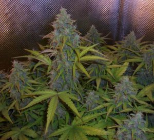 Семена Doctor's Choice Lowryder #2 (Автоцветущие феминизированные)