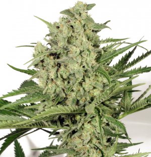 Семена Dutch Passion Seeds Dutch Cheese (Феминизированные)