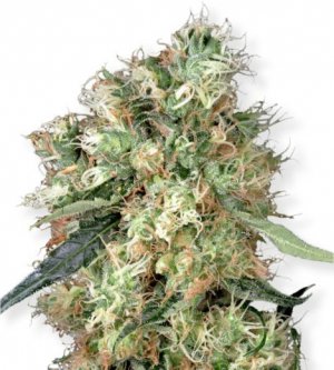 Семена Dutch Passion Seeds Dutch Haze (Феминизированные)