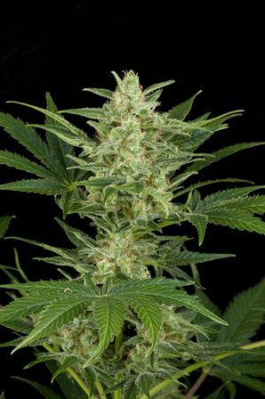 Семена Dinafem Seeds Critical Jack (Автоцветущие феминизированные)
