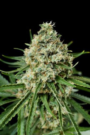 Семена Dinafem Seeds Critical+ 2.0 (Феминизированные)