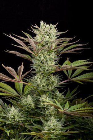 Семена Dinafem Seeds Deep Cheese (Феминизированные)