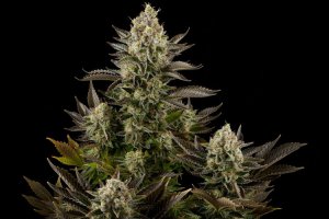 Семена Dinafem Seeds White Widow (Феминизированные)