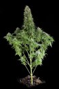 Dinafem Seeds White Siberian (Феминизированные)