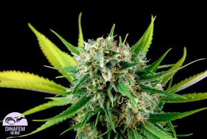 Семена Dinafem Seeds Royale Haze (Феминизированные)