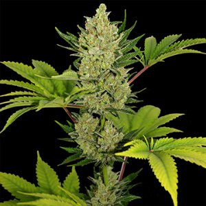 Семена Barney's Farm Seeds Blue Cheese (Автоцветущие феминизированные)