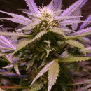 Nirvana Seeds Lemon OG Haze (Автоцветущие феминизированные)