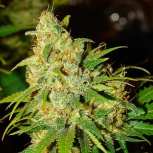 Семена Nirvana Seeds Bubblelicious (Автоцветущие феминизированные)