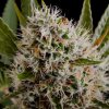 Lithium OG Kush (Феминизированные)