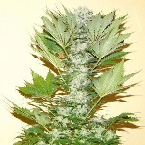 Семена Nirvana Seeds Misty Kush (Феминизированные)