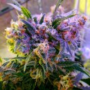 Nirvana Seeds Aurora Indica (Феминизированные)