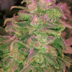 Семена Nirvana Seeds Hawaii Maui Waui (Феминизированные)