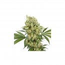 Buddha Seeds Medikit (Феминизированные)