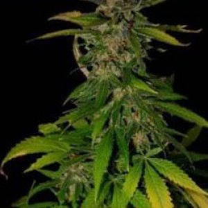 Семена KC Brains Double D <sup>®</sup> (Феминизированные)