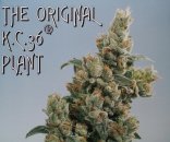 KC Brains K.C. 36 <sup>®</sup> (Обычные)