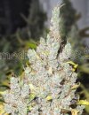 Medical Seeds 2046 (Феминизированные)