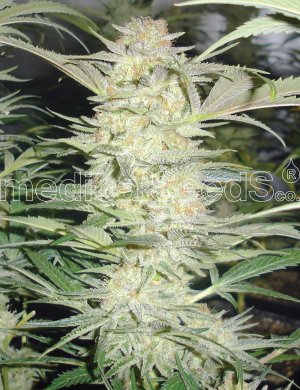 Семена Medical Seeds White Widow (Феминизированные)