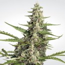 Paradise Seeds Pandora (Автоцветущие феминизированные)