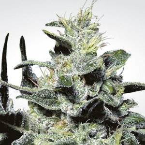 Семена Paradise Seeds Nebula (Феминизированные)