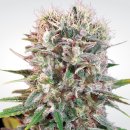 Paradise Seeds Wappa (Феминизированные)