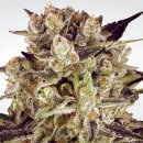 Paradise Seeds Durga Mata ll CBD (Феминизированные)
