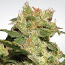 Paradise Seeds Auto Jack (Автоцветущие феминизированные)