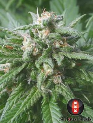 Семена Serious Seeds Biddy Early (Обычные)