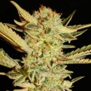 Serious Seeds Bubble Gum (Обычные)