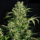Serious Seeds Chronic (Феминизированные)