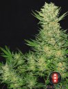 Serious Seeds Double Dutch (Обычные)