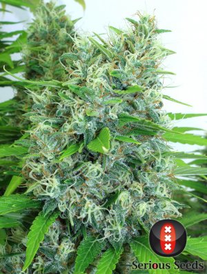 Семена Serious Seeds Kali Mist (Обычные)
